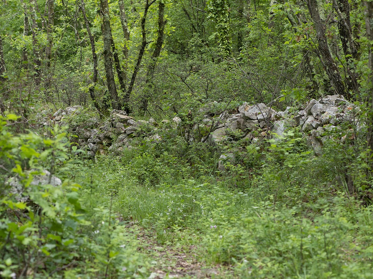 Waldweg